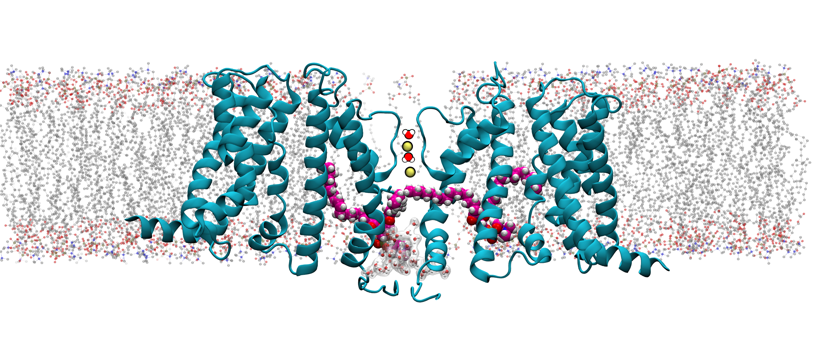 membrane